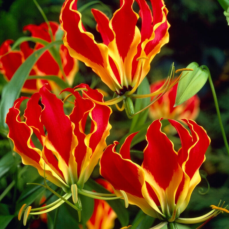 Klatrelilje-Gloriosa Rothschildiana 1-pakning